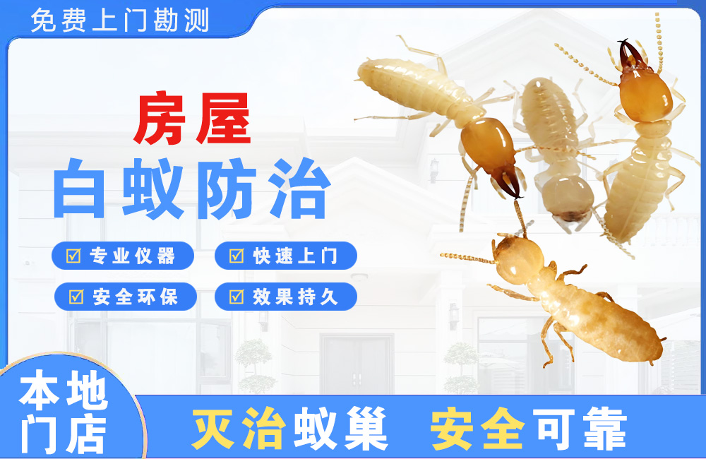 慈溪房屋白蚁防治